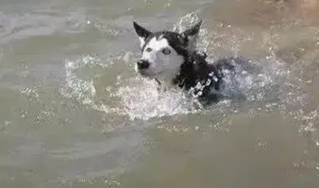 Two weeks have passed, and the owner has found the dog and he's crying