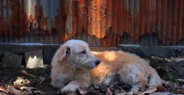 The dog's food disappears for no reason. The thief is a son, and the mother finds out