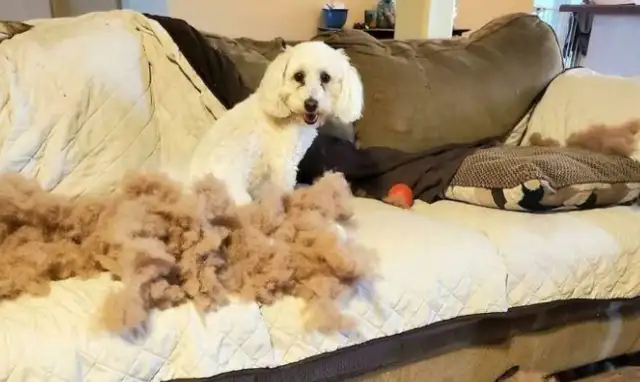 The dogs were caught by their masters by mistake, but they were proud of each other without regret