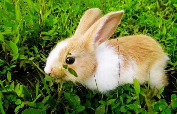 What about the rabbit? I'll teach you to handle it easily