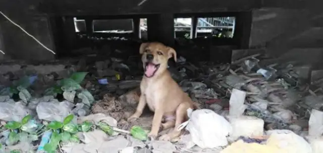 The dog's food disappears for no reason. The thief is a son, and the mother finds out