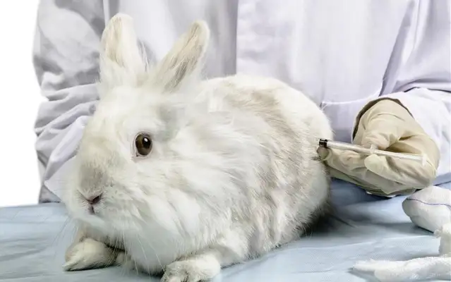 What about the rabbit? I'll teach you to handle it easily