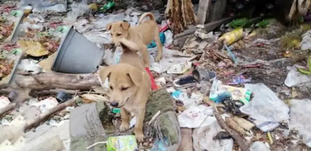 The dog's food disappears for no reason. The thief is a son, and the mother finds out