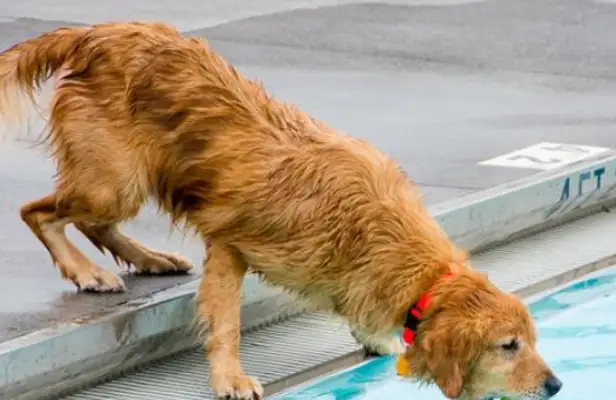 Tens of dogs are in the pool