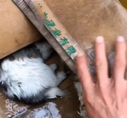 There was an extra box at the door after the storm, and the man opened it, and he choked: who put the baby dog at the door