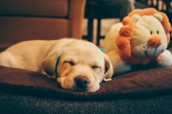 ♪ Up to knowledge: Dogs can dream! If the dog has nightmares, shall we wake it up