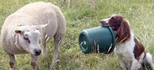 Spyngers suck bottles every day to feed the orphan lamb