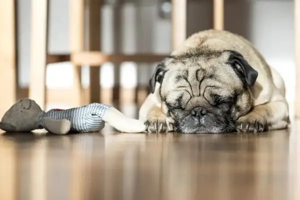 ♪ Up to knowledge: Dogs can dream! If the dog has nightmares, shall we wake it up