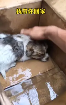 There was an extra box at the door after the storm, and the man opened it, and he choked: who put the baby dog at the door