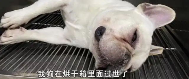 The dog died in the pet hospital