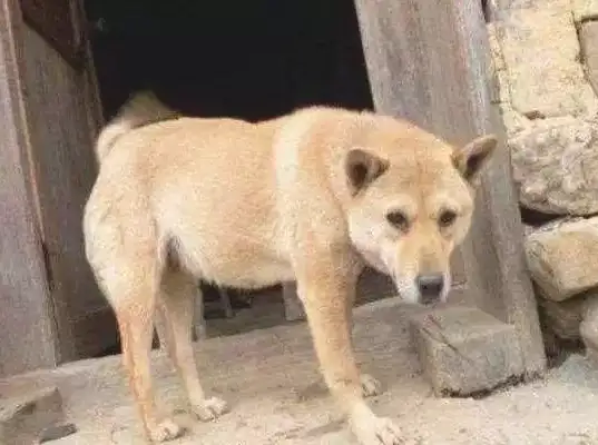 The dog ran home with his wounds and was driven away by his master