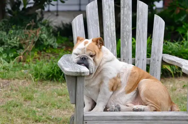 ♪ Up to knowledge: Dogs can dream! If the dog has nightmares, shall we wake it up