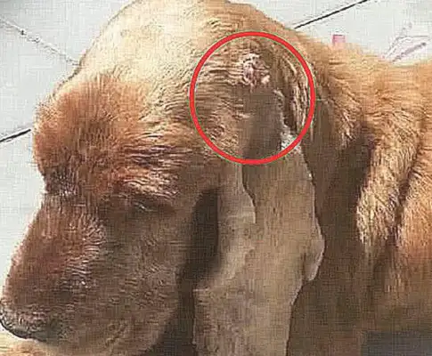 The dog's ears were covered in meat, which he thought was skin disease