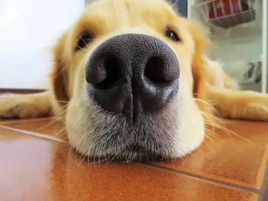 ♪ Up to knowledge: Dogs can dream! If the dog has nightmares, shall we wake it up