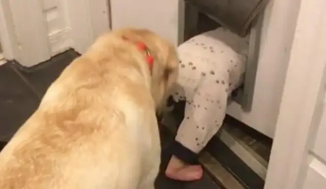 Put the baby in the dog's care and he encourages the little master to go out and play in the dog's hole
