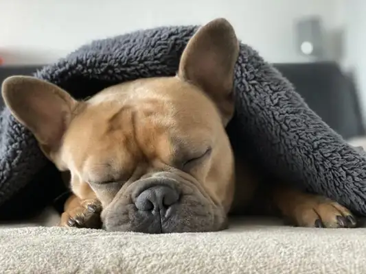 ♪ Up to knowledge: Dogs can dream! If the dog has nightmares, shall we wake it up