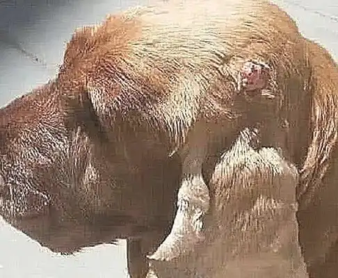 The dog's ears were covered in meat, which he thought was skin disease