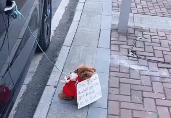 The girl stopped temporarily to tie the dog to the door and put a card on Wang
