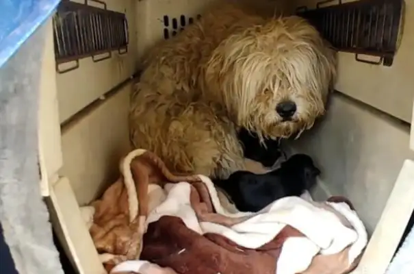 She's been in jail for five years, and the master wants to abandon her dog, and she'll meet her neighbor