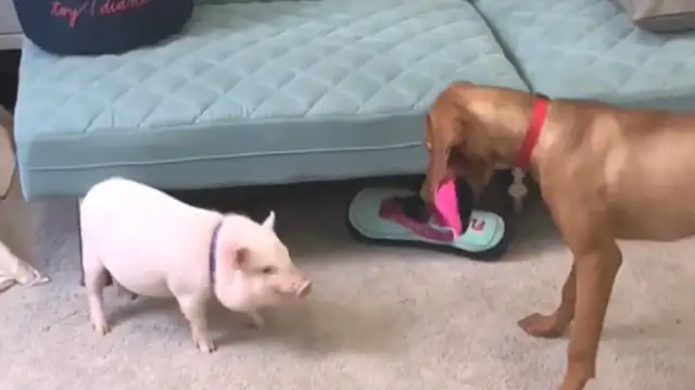 To make it easier, put the dog and the pig together, it'll be uncomfortable in a month
