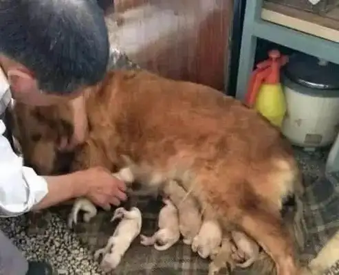 The owner was very angry after the accident, and after the baby dog was born, the owner was happy to bloom