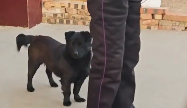 Grandma called the dog home and didn't see the dog standing behind her