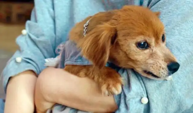 A stray dog begs at home and is afraid to accept food: can I really eat it