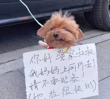 The girl stopped temporarily to tie the dog to the door and put a card on Wang