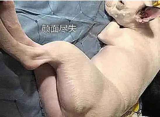 If the master doesn't listen, he'll shave the dog and see what happens
