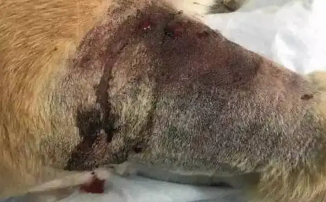 The newly adopted coyote suddenly went to his 7-year-old daughter, and the frightened family was moved to cry..