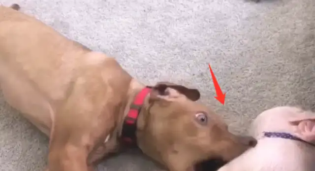 To make it easier, put the dog and the pig together, it'll be uncomfortable in a month
