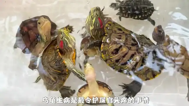 How do you feed turtles when they're sick? Here comes the nanny class