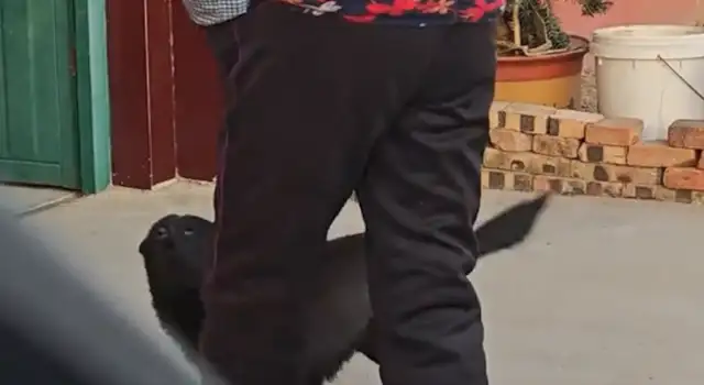 Grandma called the dog home and didn't see the dog standing behind her