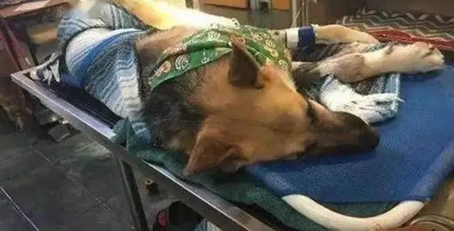 The newly adopted coyote suddenly went to his 7-year-old daughter, and the frightened family was moved to cry..