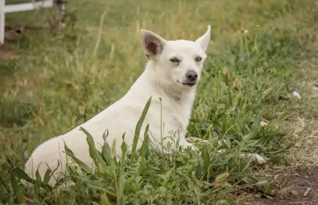 The dog lost six months to meet again. He still remembers what the master taught him