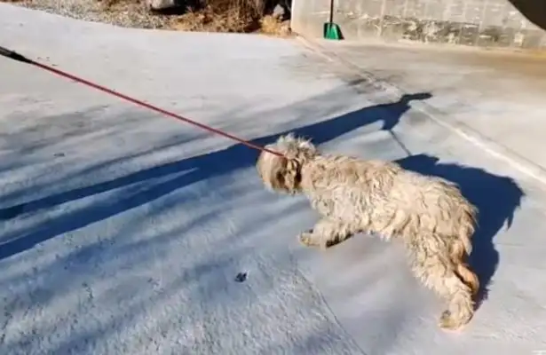 She's been in jail for five years, and the master wants to abandon her dog, and she'll meet her neighbor