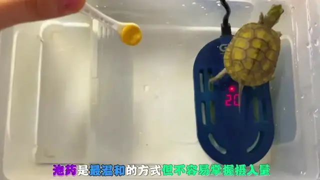 How do you feed turtles when they're sick? Here comes the nanny class