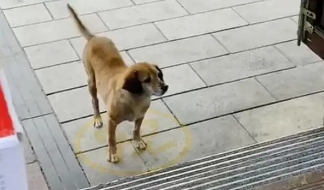 A stray dog begs at home and is afraid to accept food: can I really eat it