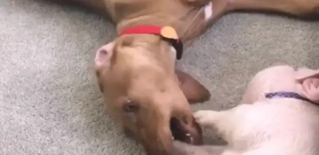 To make it easier, put the dog and the pig together, it'll be uncomfortable in a month