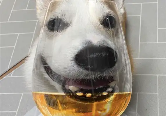 According to the high-foot glass, the dog looks so funny. Dog: Is that enough