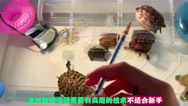 How do you feed turtles when they're sick? Here comes the nanny class