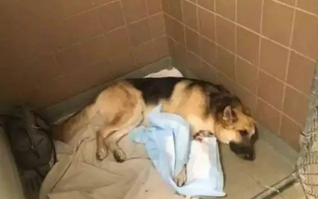 The newly adopted coyote suddenly went to his 7-year-old daughter, and the frightened family was moved to cry..