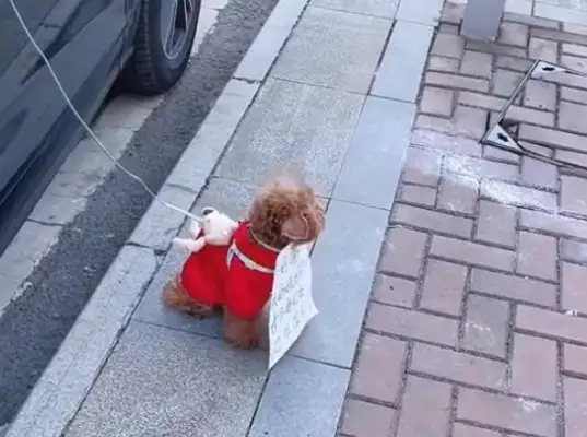 The girl stopped temporarily to tie the dog to the door and put a card on Wang