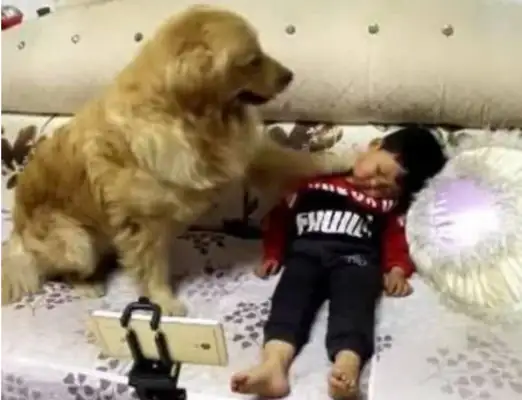 The little master lies on the couch and sleeps, and the golden doggy caressssses the master's house with his front paws