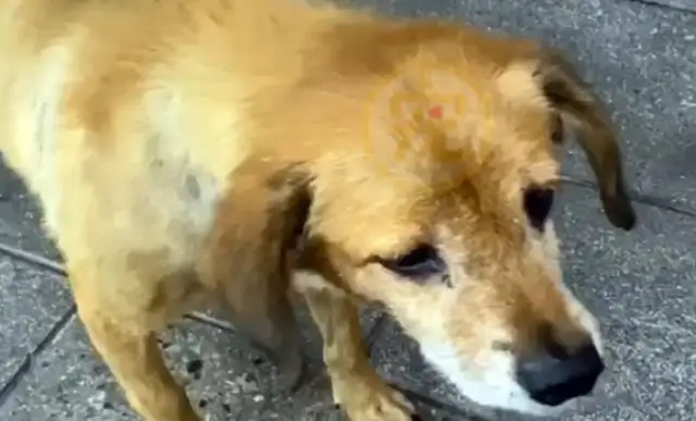 A stray dog begs at home and is afraid to accept food: can I really eat it