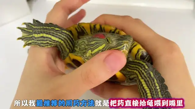 How do you feed turtles when they're sick? Here comes the nanny class