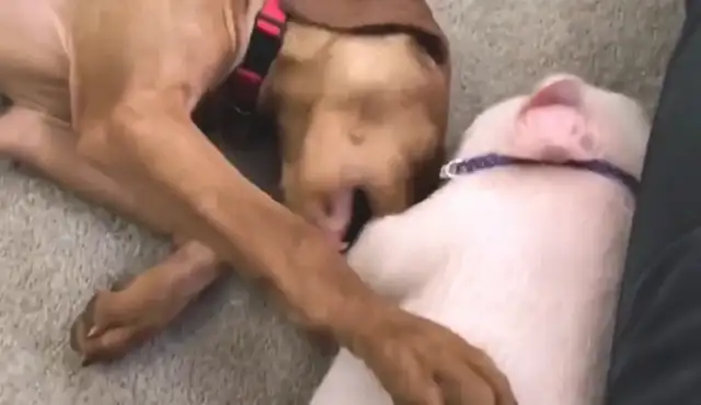 To make it easier, put the dog and the pig together, it'll be uncomfortable in a month
