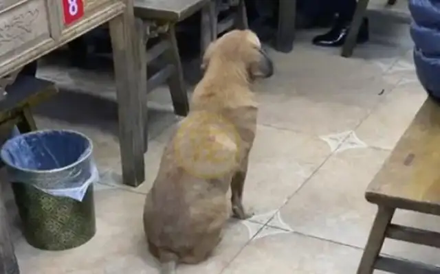 A stray dog begs at home and is afraid to accept food: can I really eat it