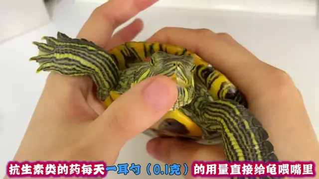 How do you feed turtles when they're sick? Here comes the nanny class