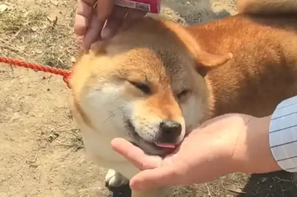 Dogs become little princes of electronic competitions, enjoy the host's charms, and the fans' smile warms the host